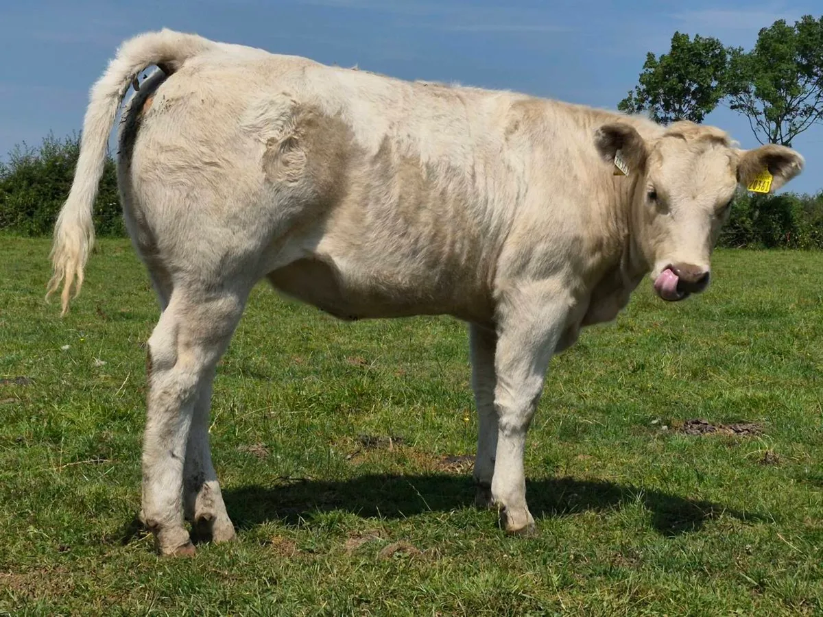 20 Super Heifer Weanlings - Image 2