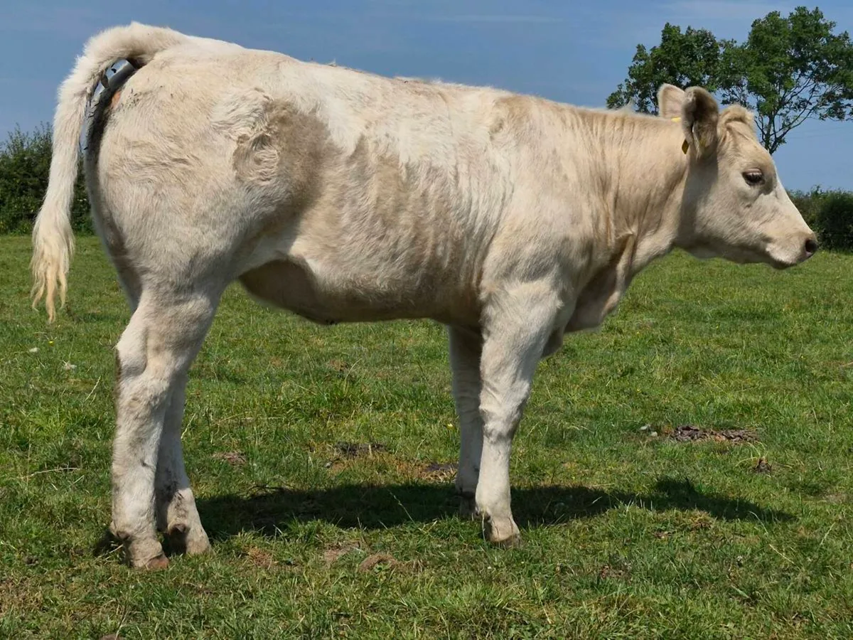 20 Super Heifer Weanlings - Image 3