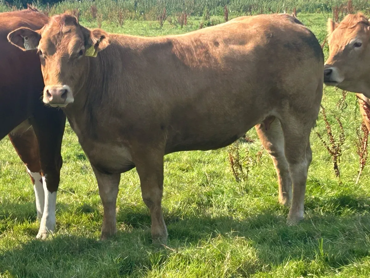 30 limousine incalf heifers - Image 2