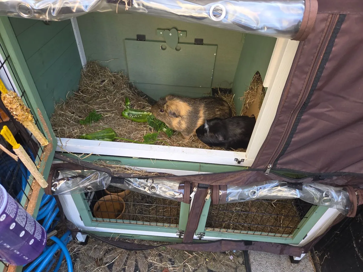 Guinea pigs and enclosure - Image 4