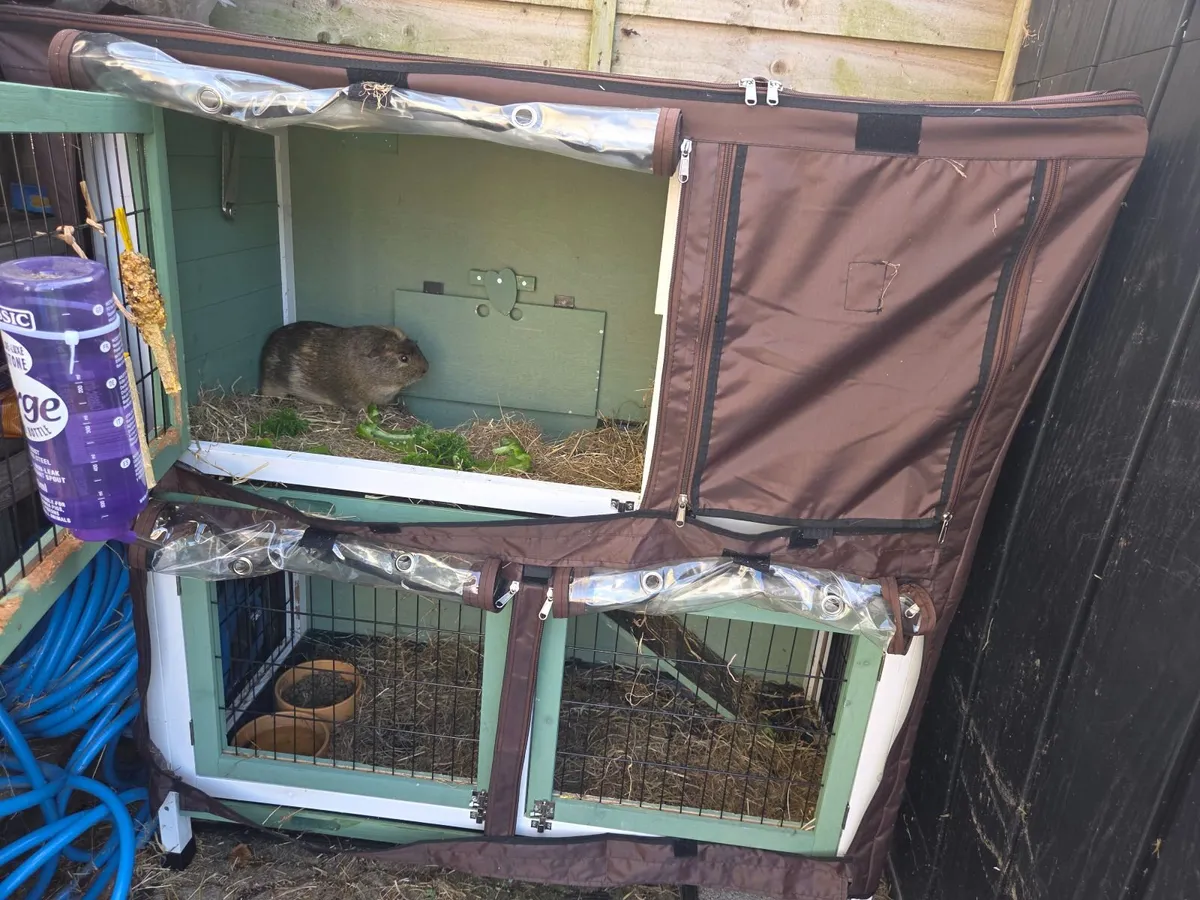 Guinea pigs and enclosure - Image 2