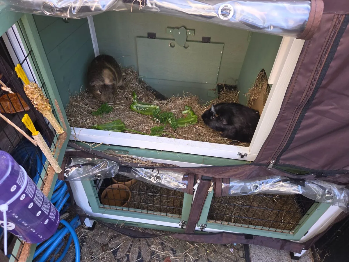Guinea pigs and enclosure - Image 3