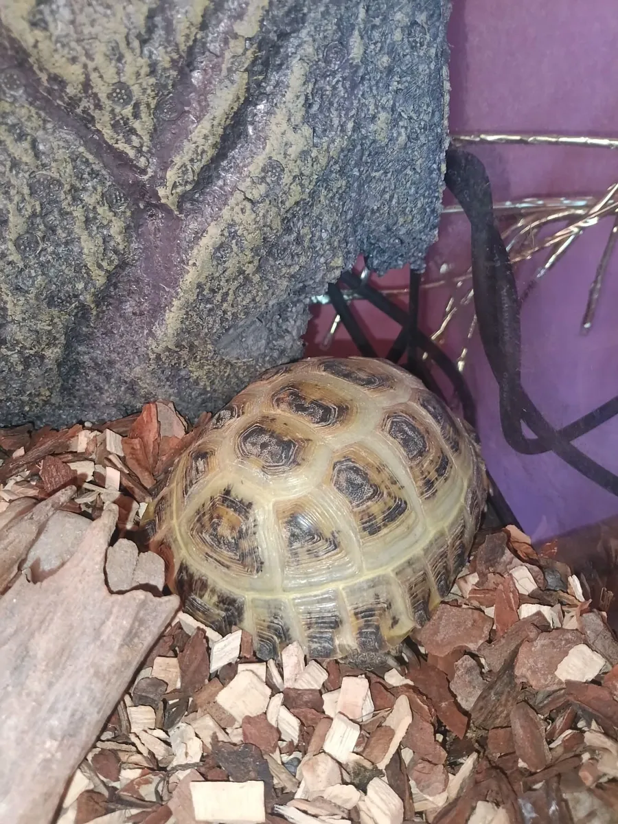 Tortoise 🐢 - Image 2
