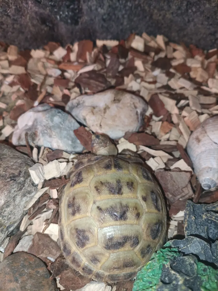 Tortoise 🐢 - Image 1