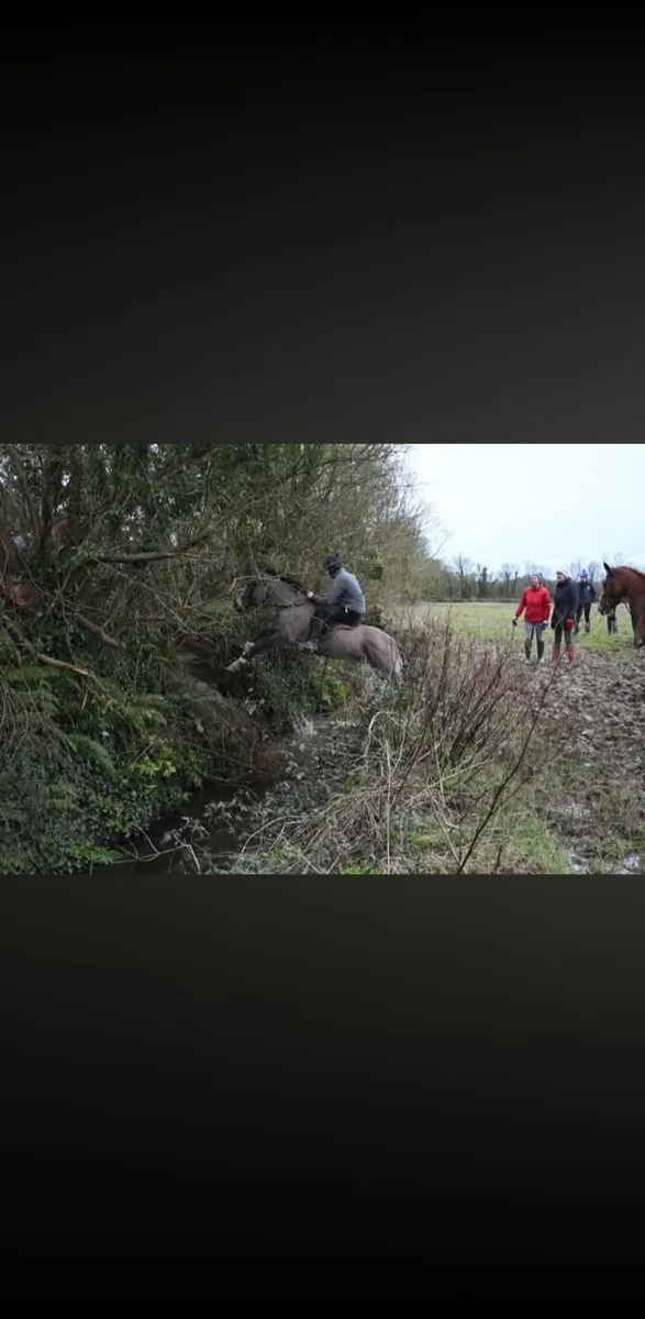 4yr old dun gelding - Image 3