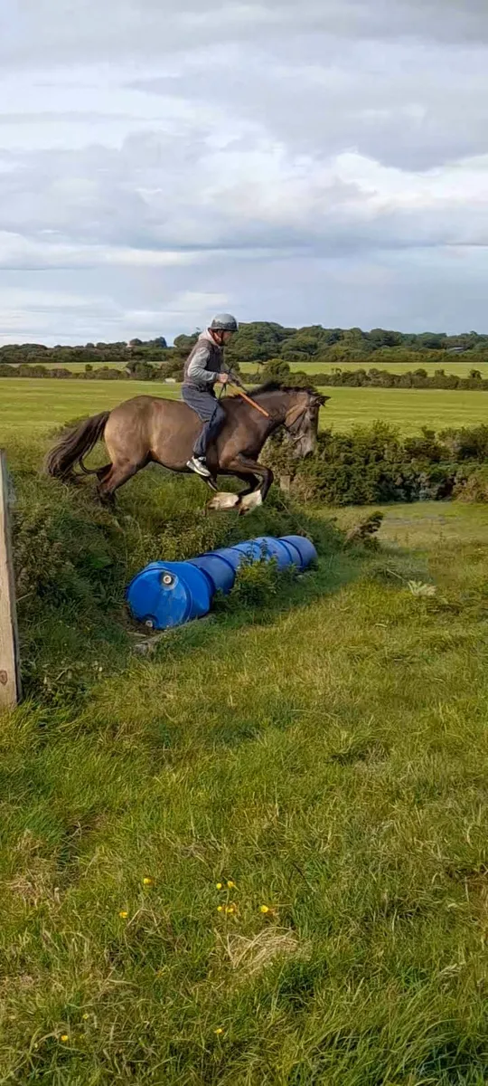 4yr old dun gelding - Image 4