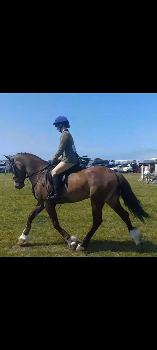 4yr old dun gelding - Image 2
