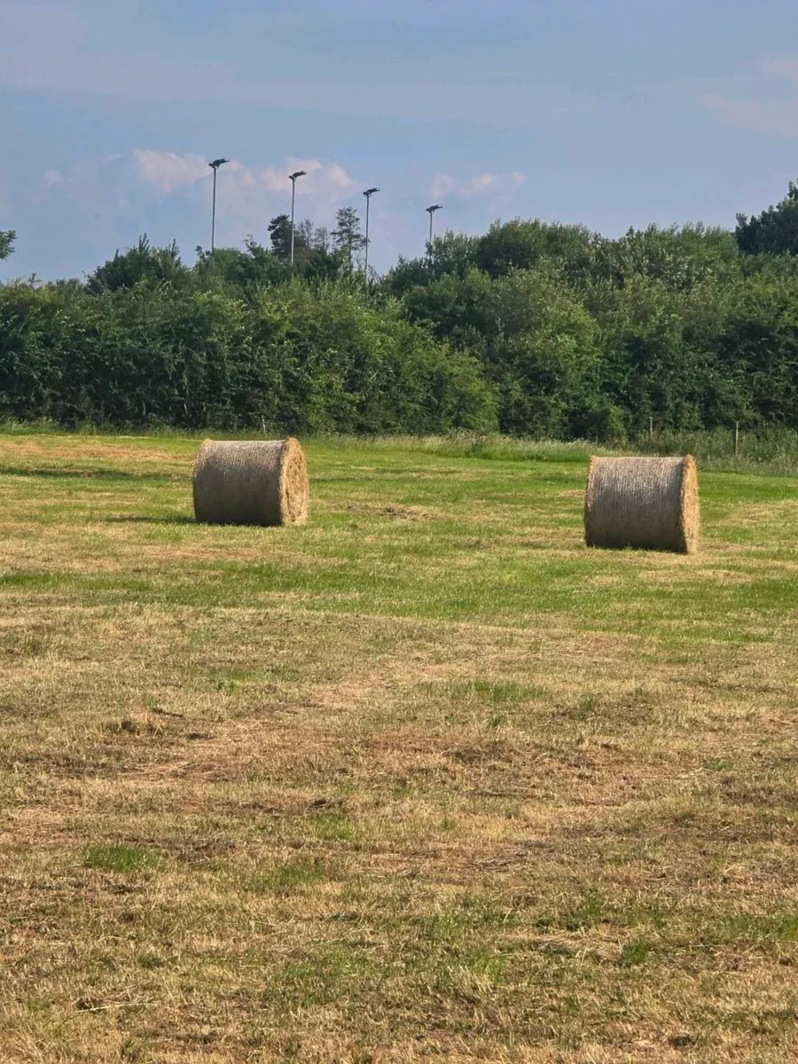 Hay - Image 1