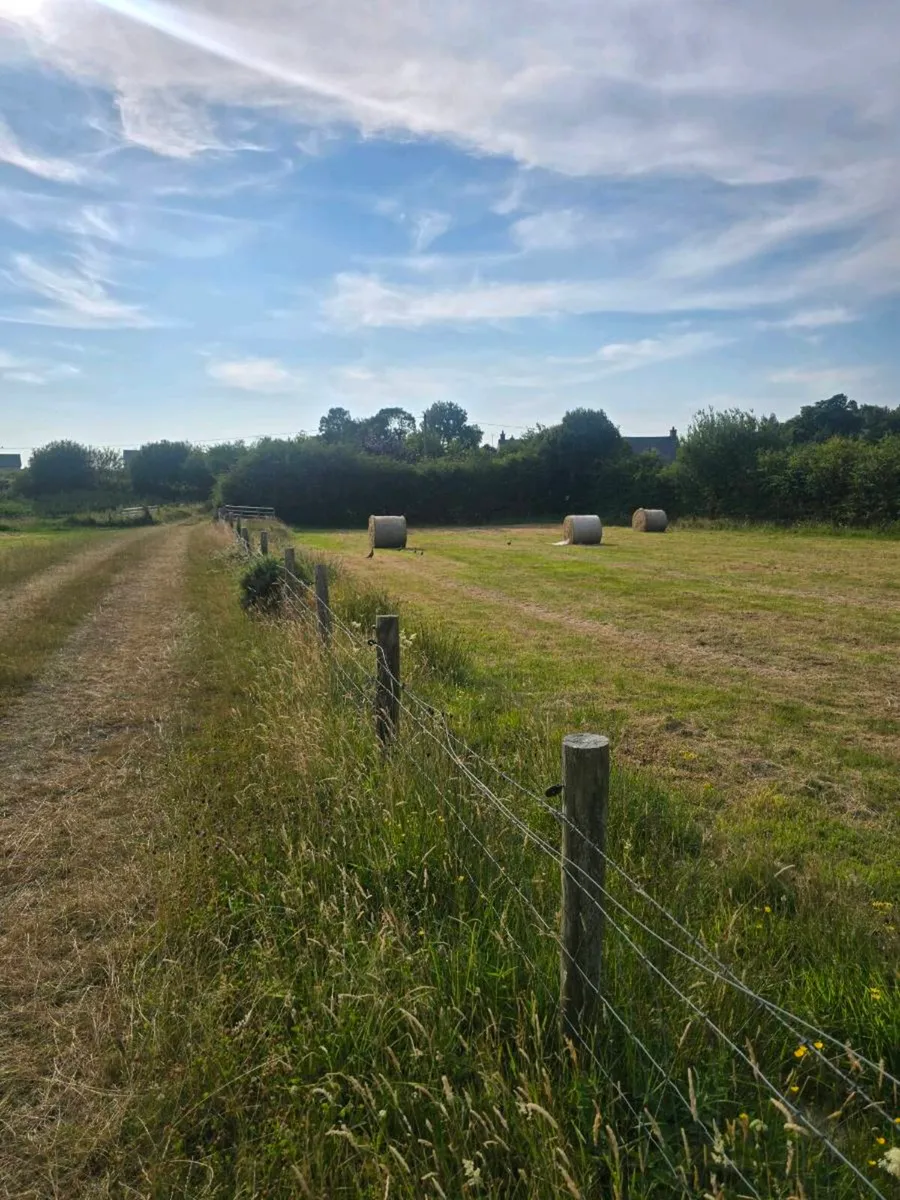Hay - Image 2