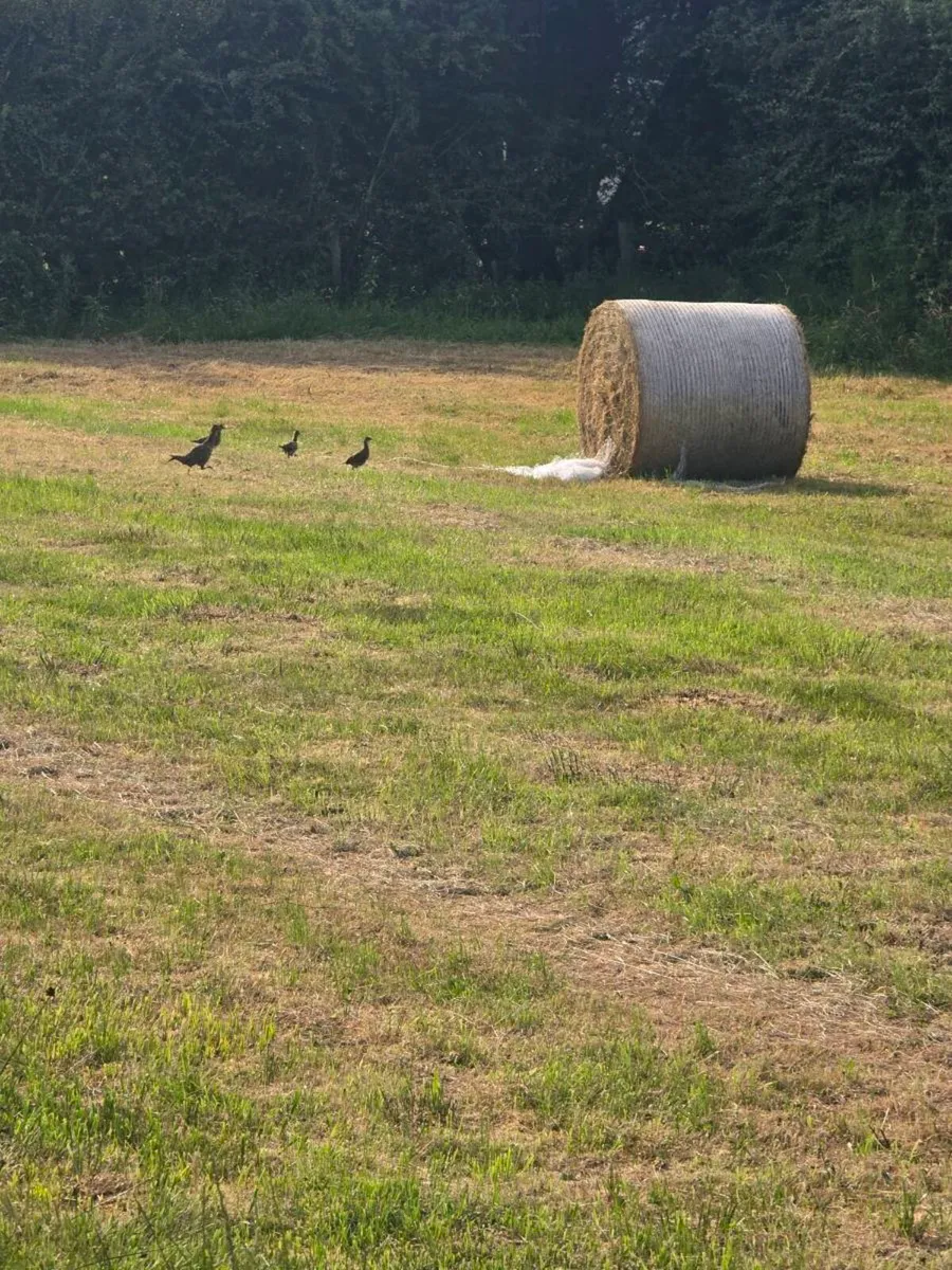 Hay - Image 3