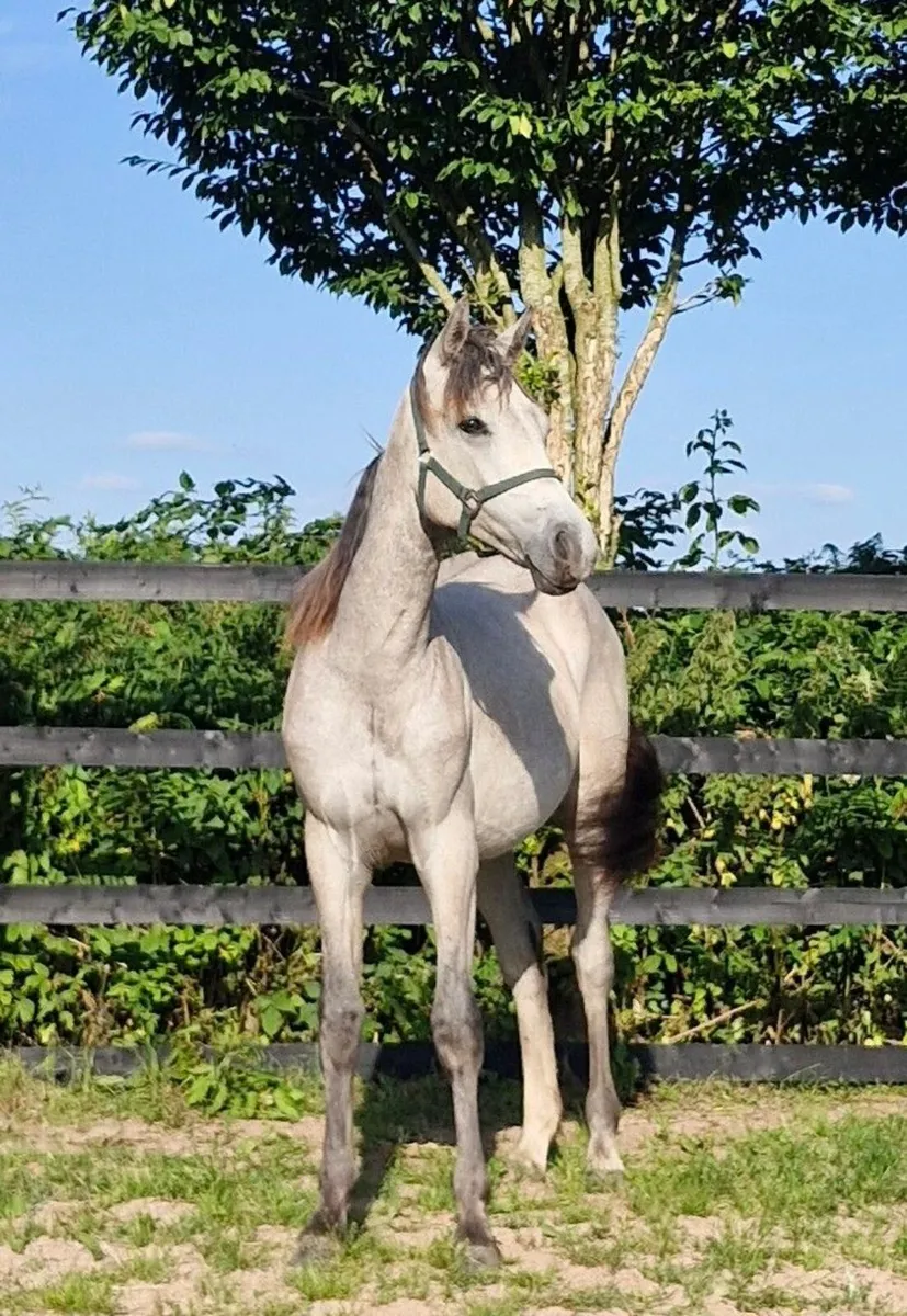 Connemara x ISH yearling filly - Image 1