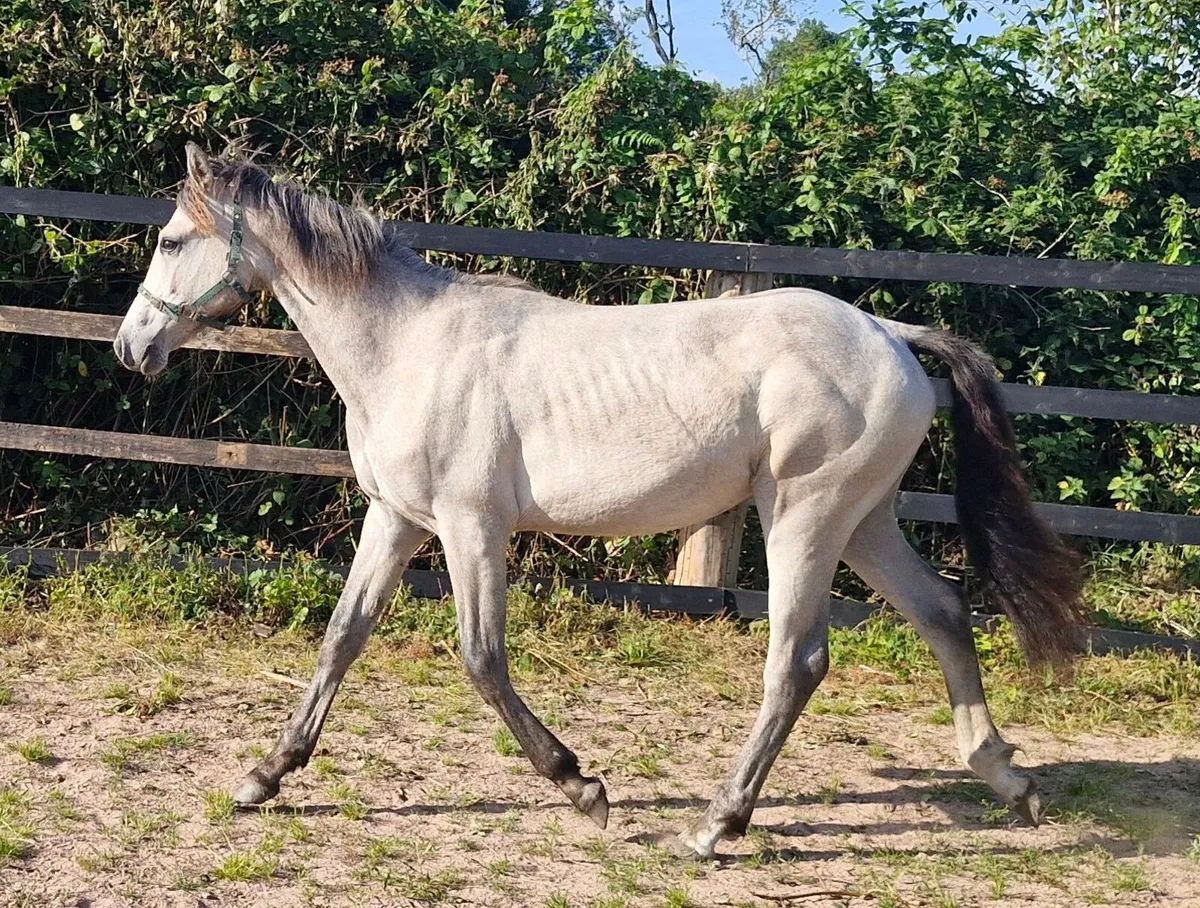 Connemara x ISH yearling filly - Image 2