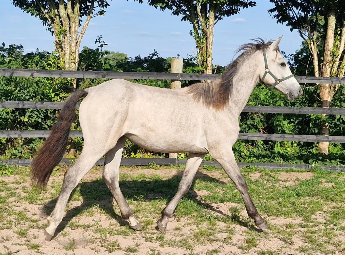 Connemara x ISH yearling filly - Image 4
