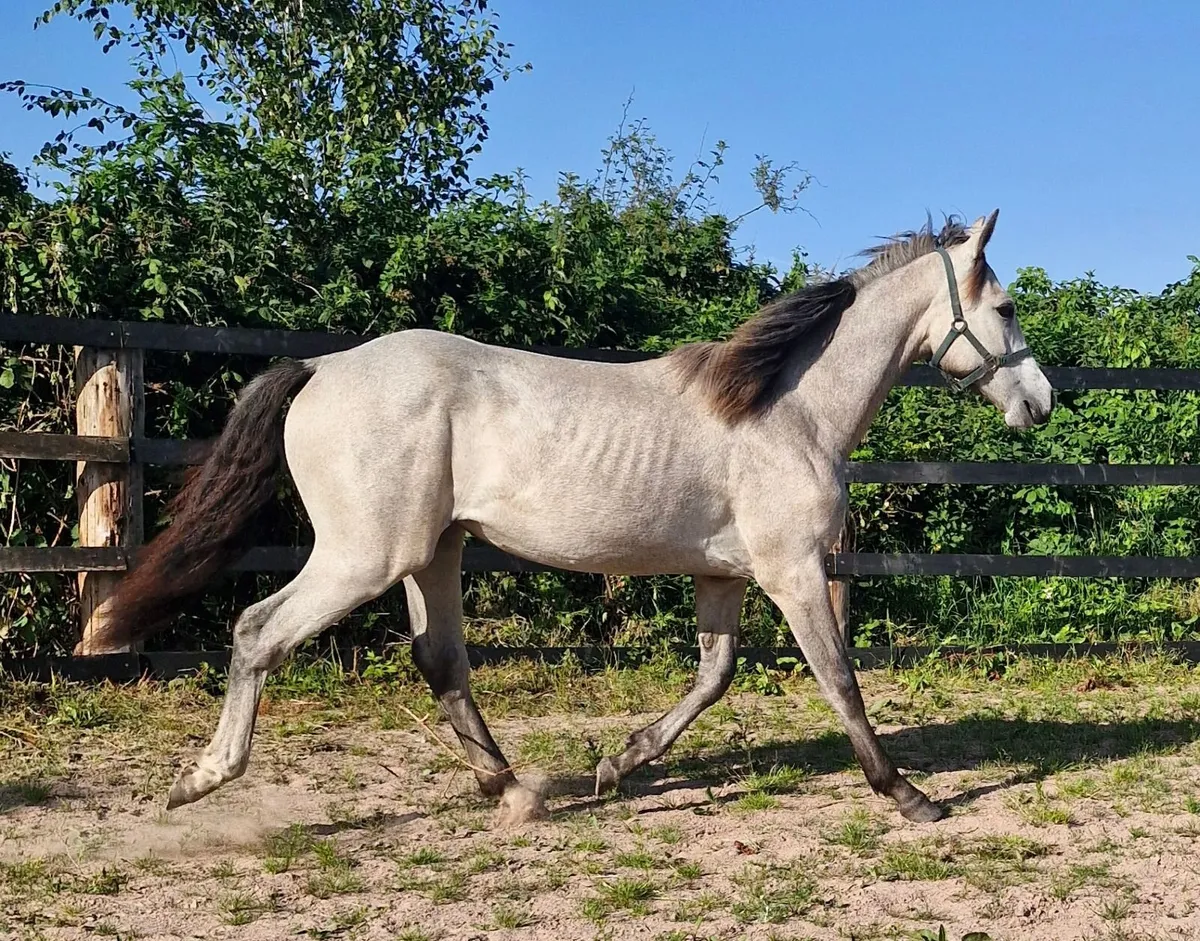 Connemara x ISH yearling filly - Image 3