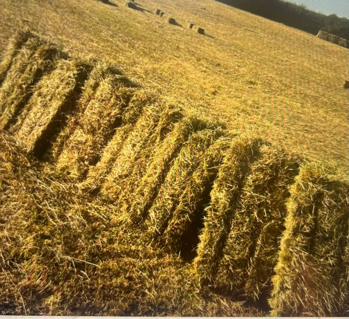 Square bales of hay - Image 1