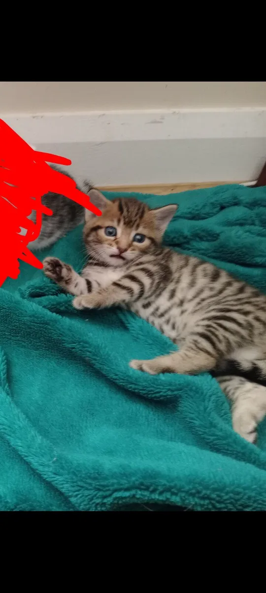 Kitten