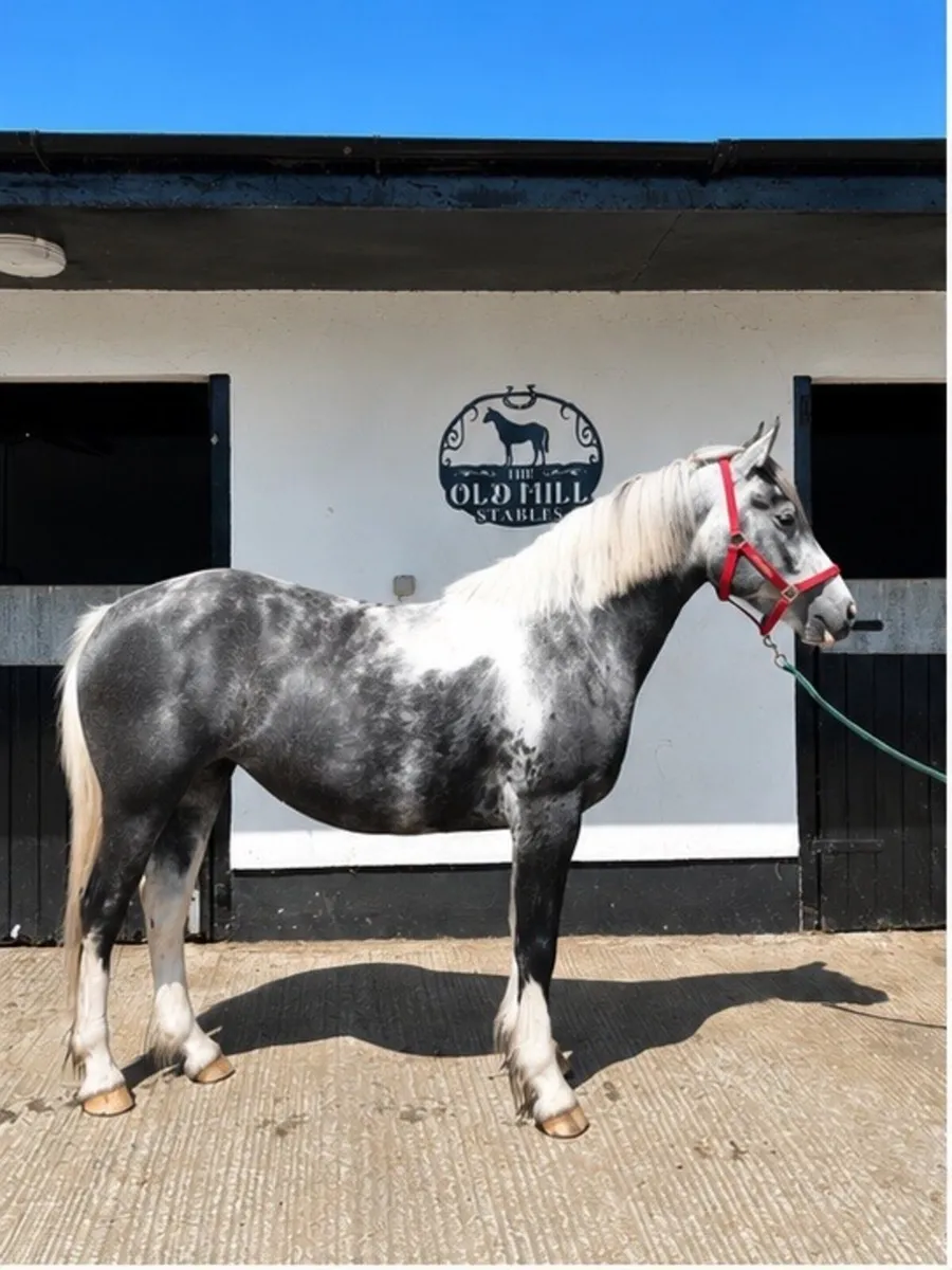 Stunning blue and white cob - Image 1