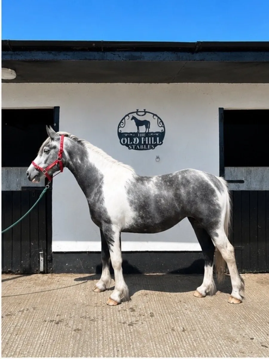 Stunning blue and white cob - Image 2