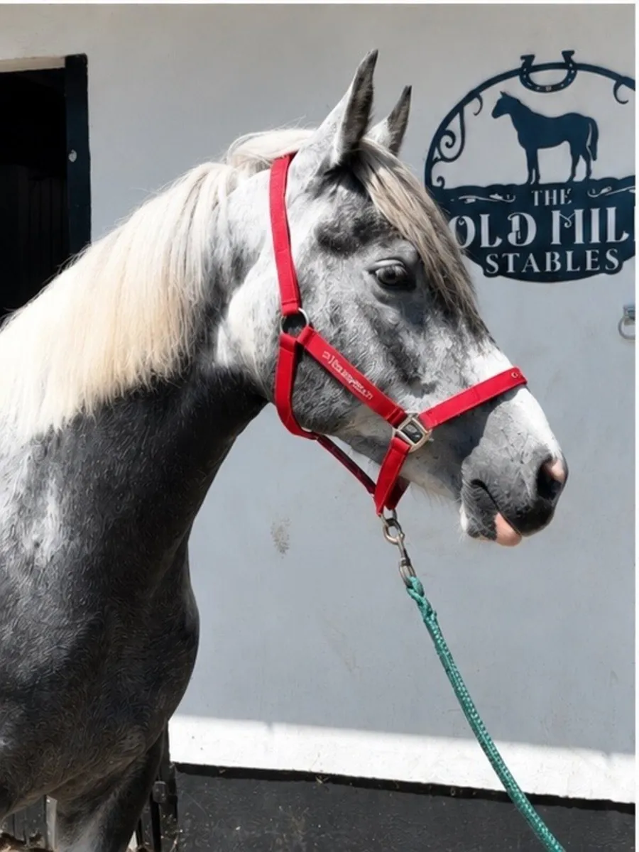 Stunning blue and white cob - Image 3
