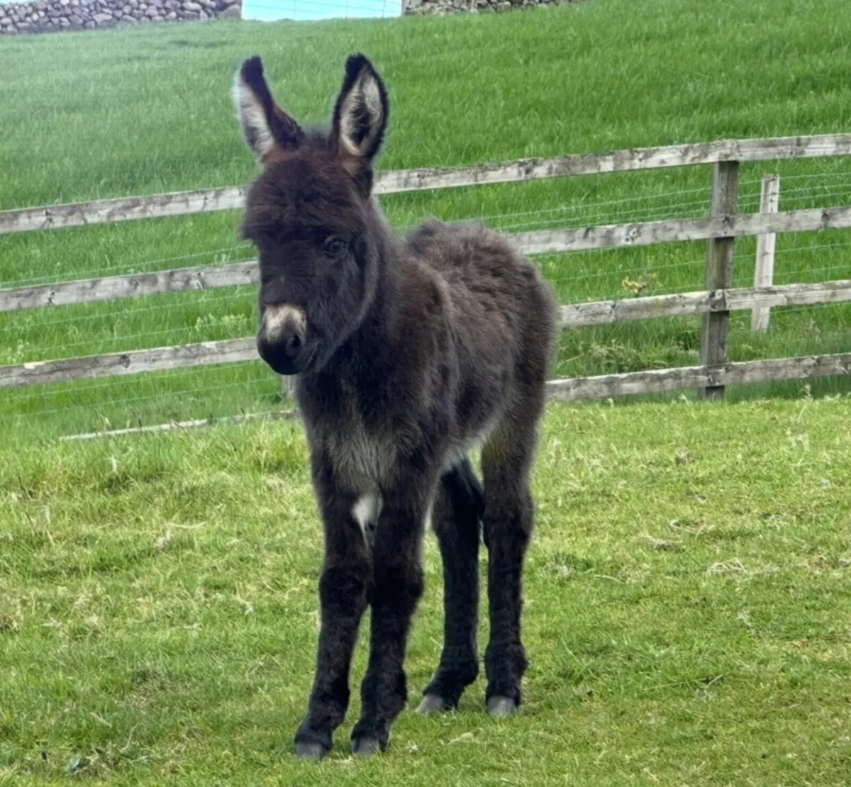 Male Minature Donkey Foal