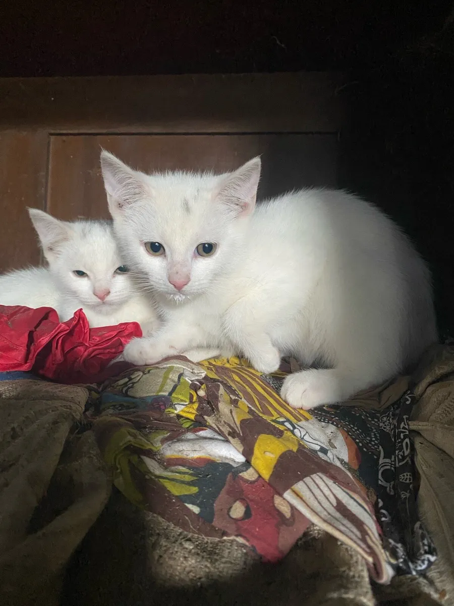 White kittens - Image 1