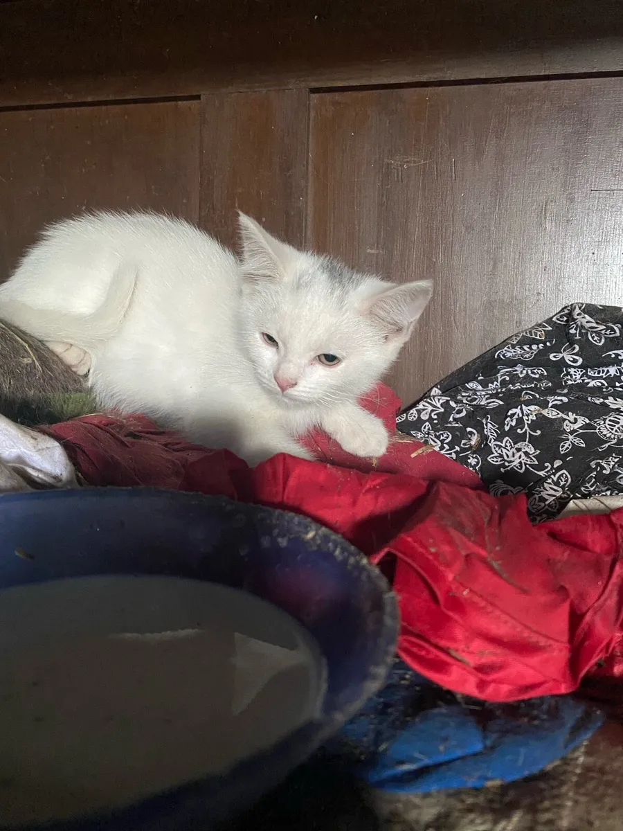 White kittens - Image 2