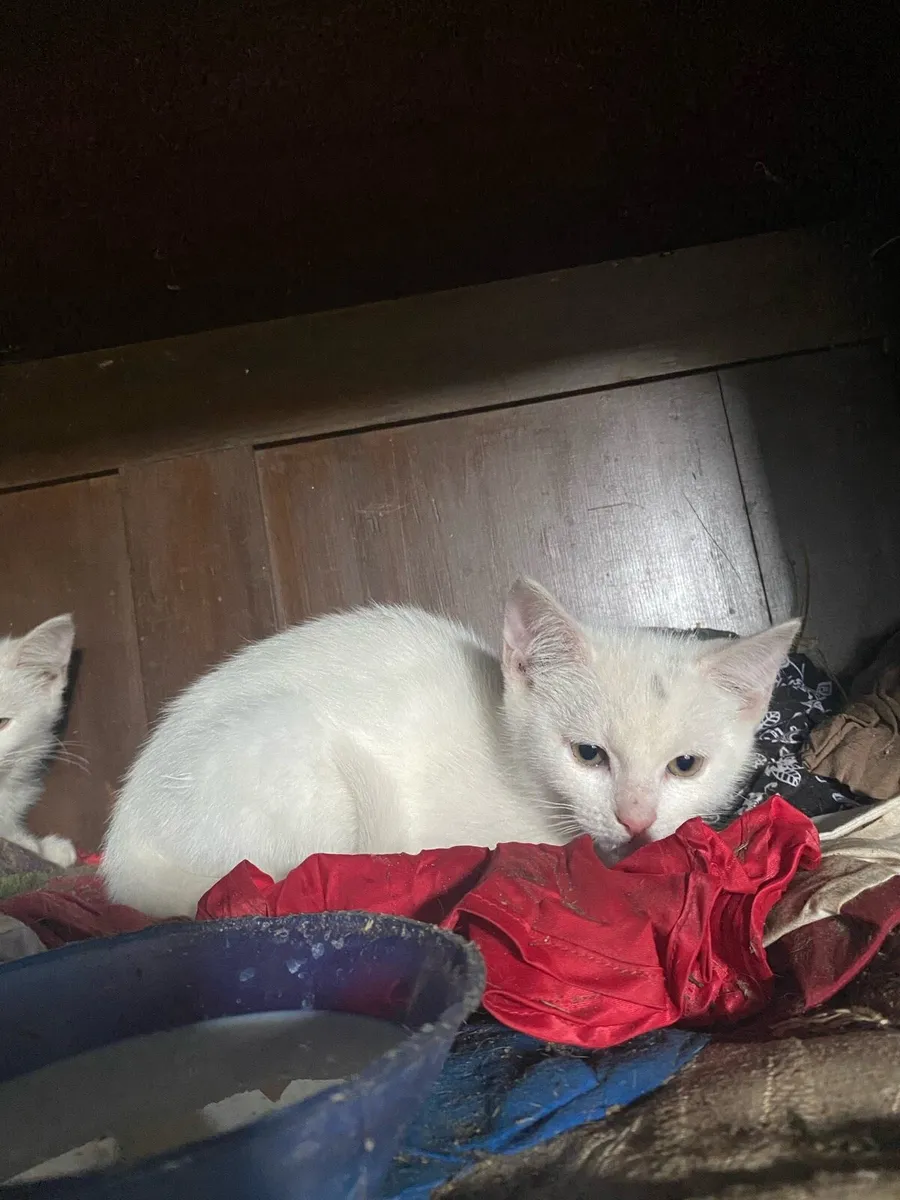 White kittens - Image 3