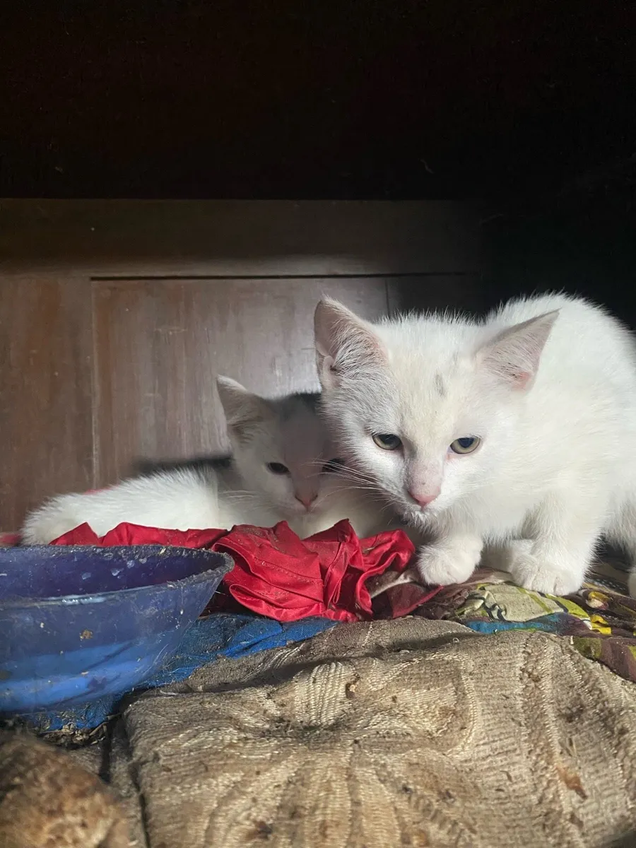 White kittens - Image 4