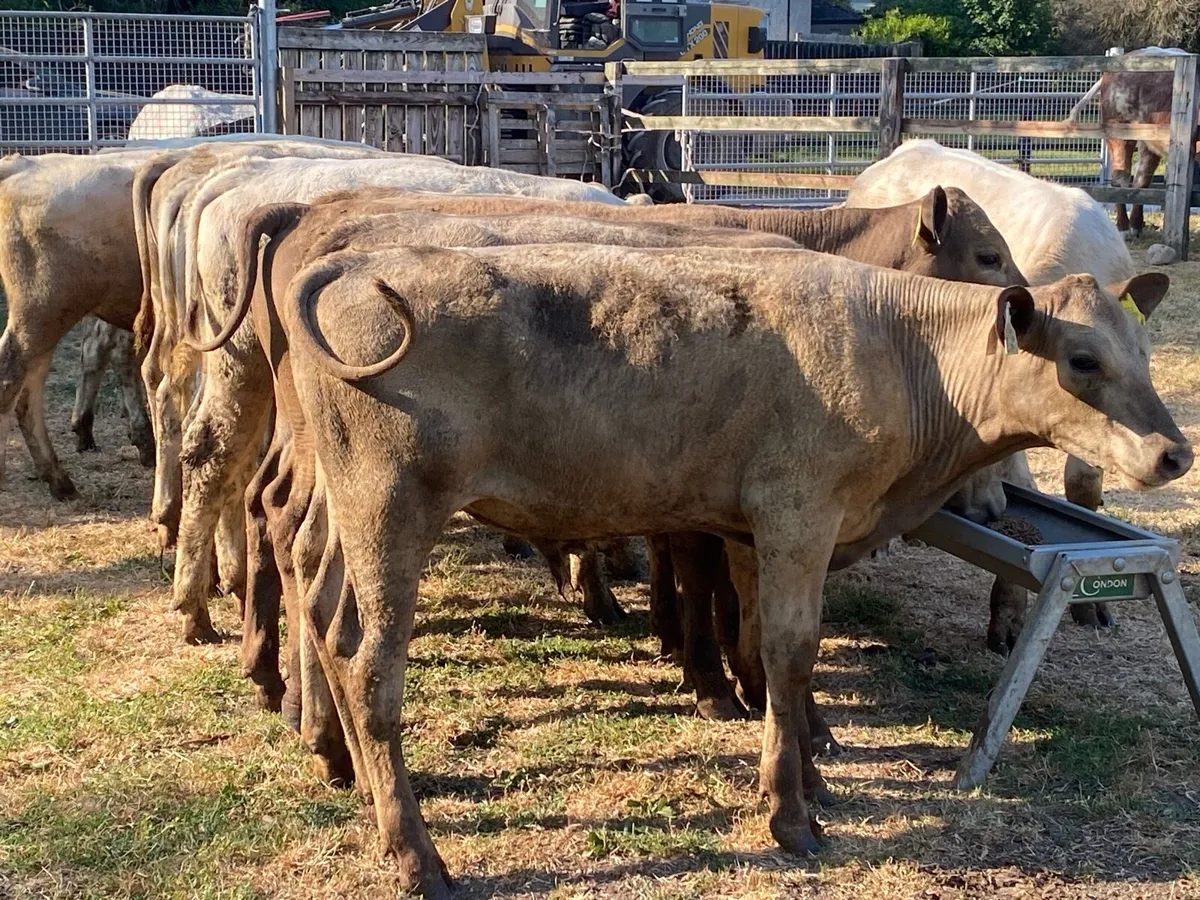 21 Charolais Runners (From One Herd) - Image 4