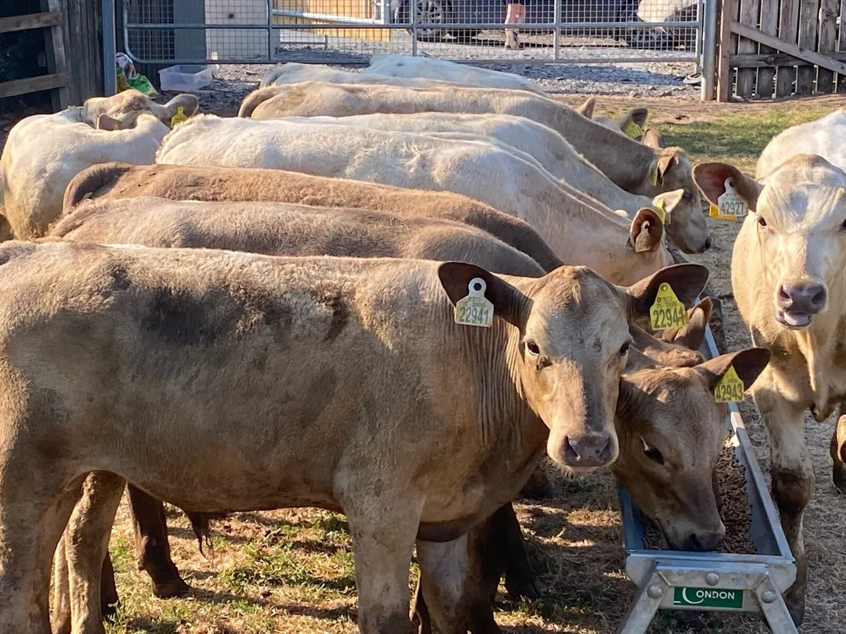 21 Charolais Runners (From One Herd) - Image 3