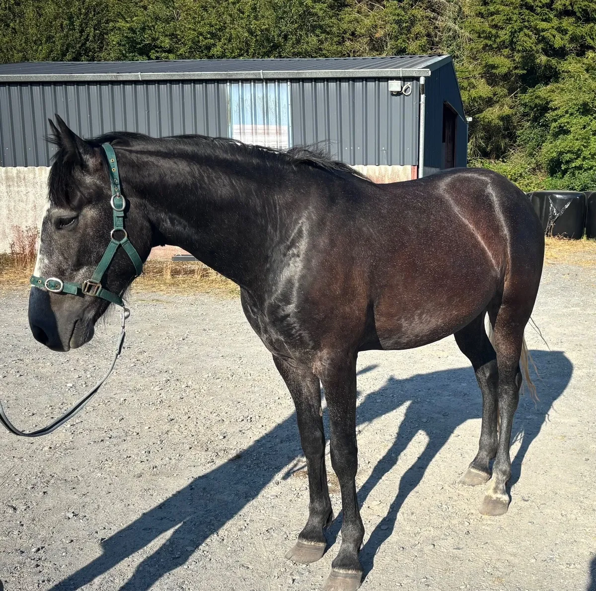 Irish sport horse - Image 3