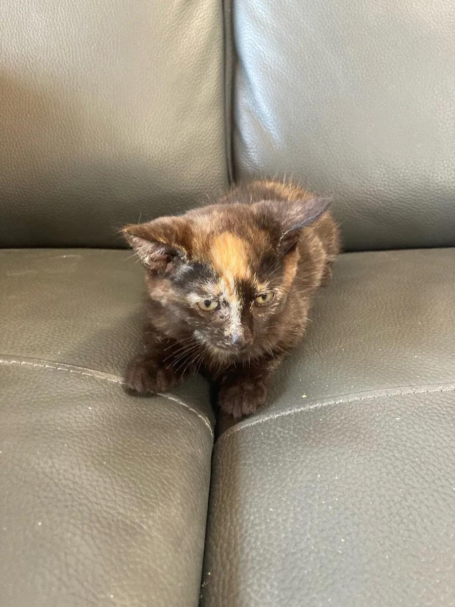 Kitten for sale - Image 1