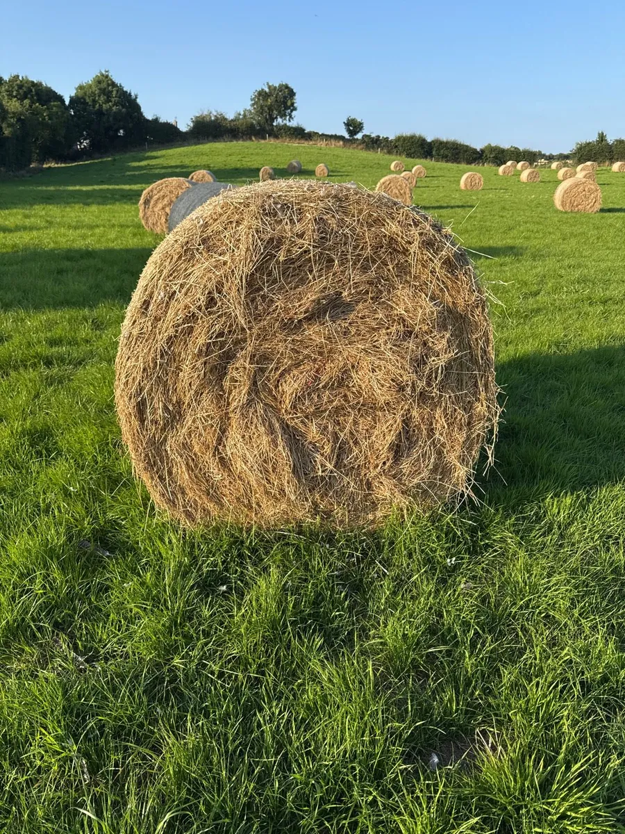 Hay - Image 1