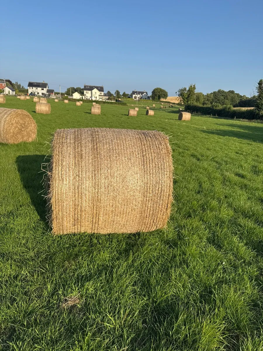 Hay - Image 2