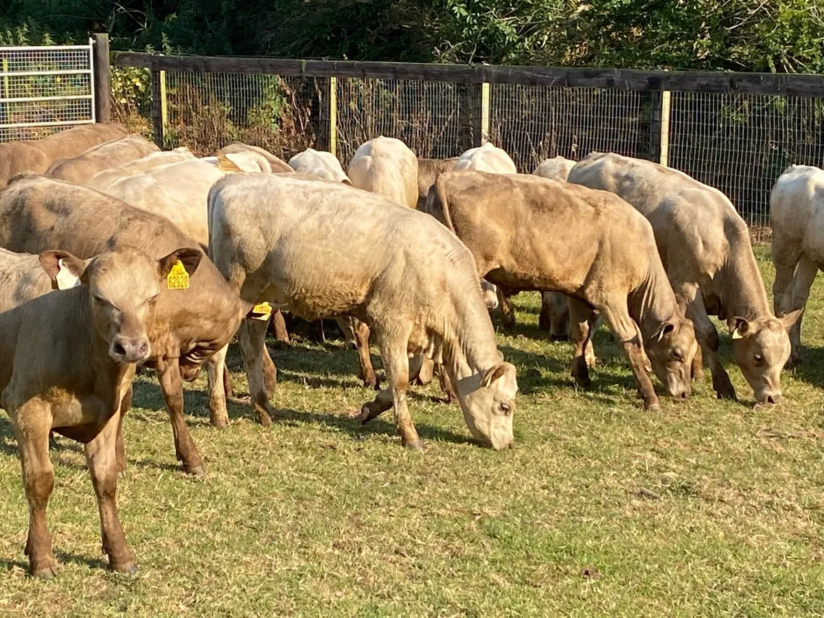21 Charolais Runners (From One Herd) - Image 1