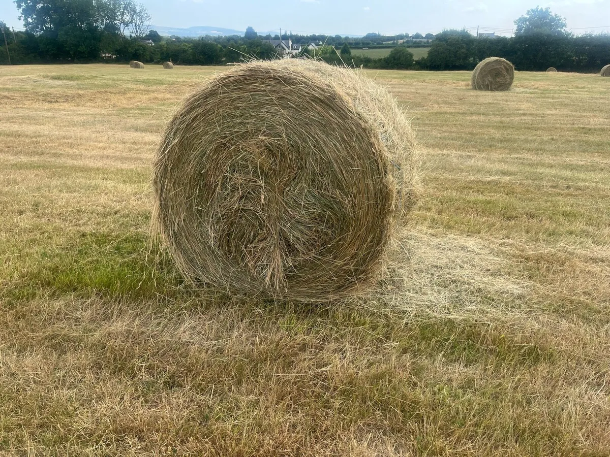 Hay - Image 1