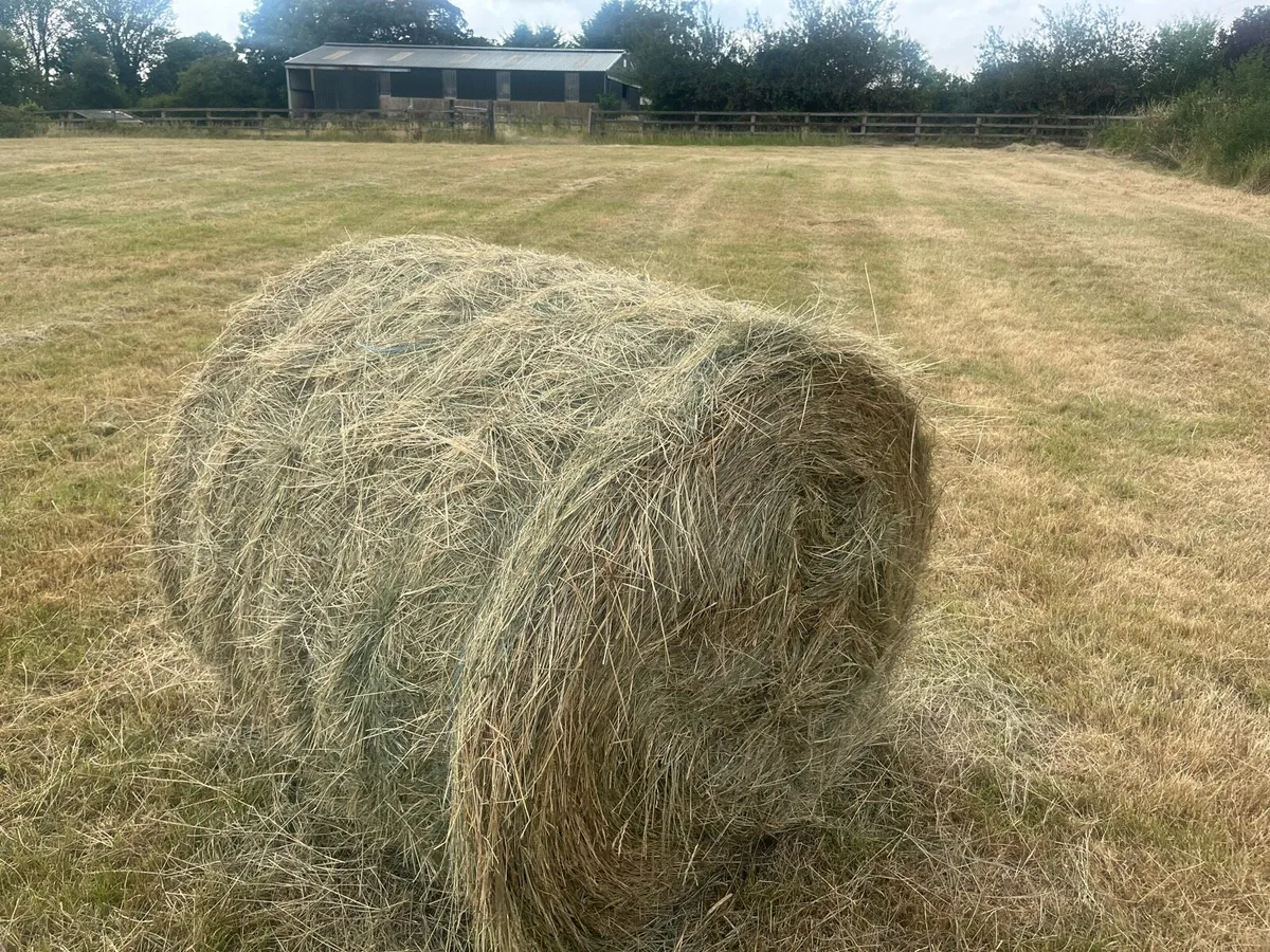 Hay - Image 2