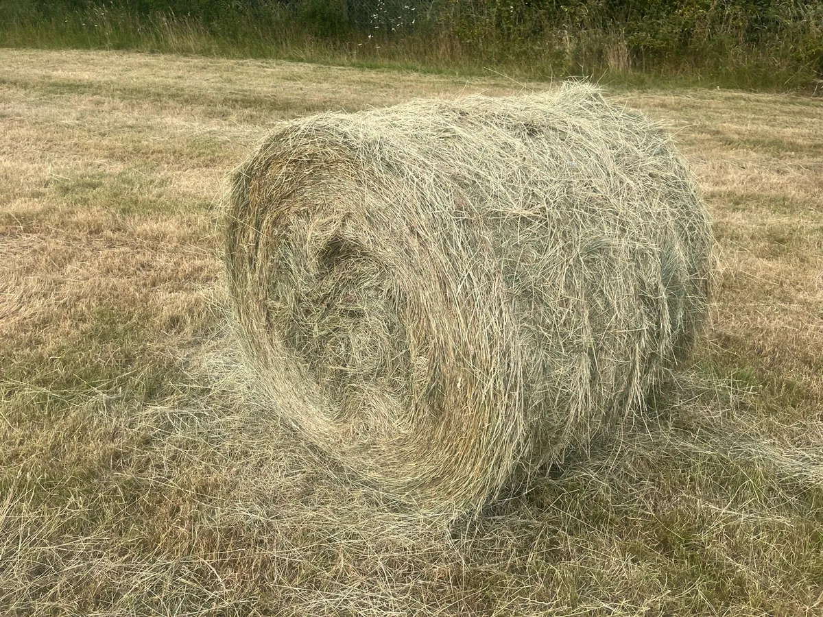 Hay - Image 3