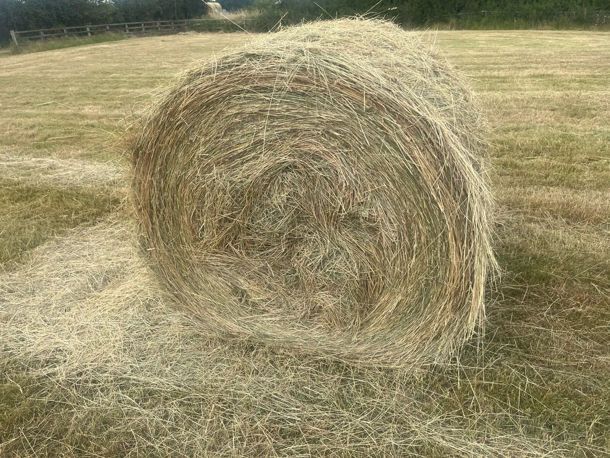 Hay - Image 4
