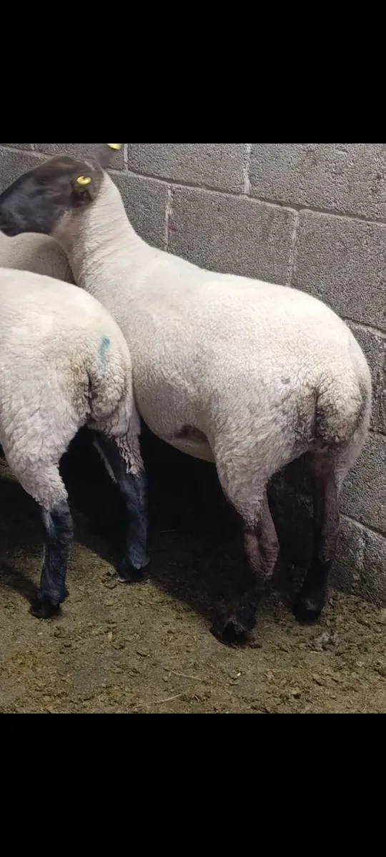 Hoggets - Image 3