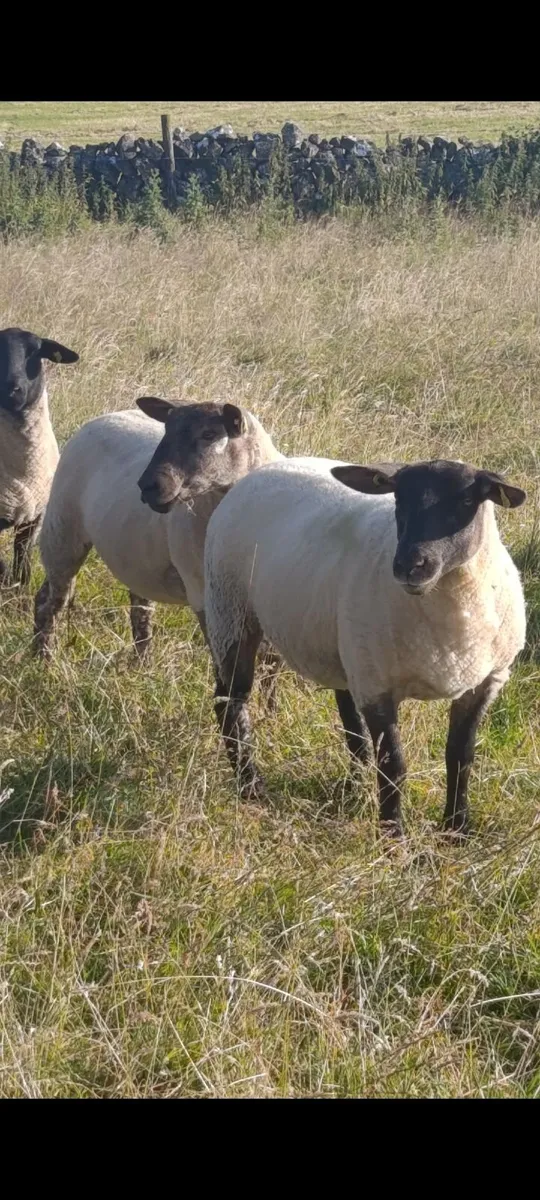 Hoggets - Image 2