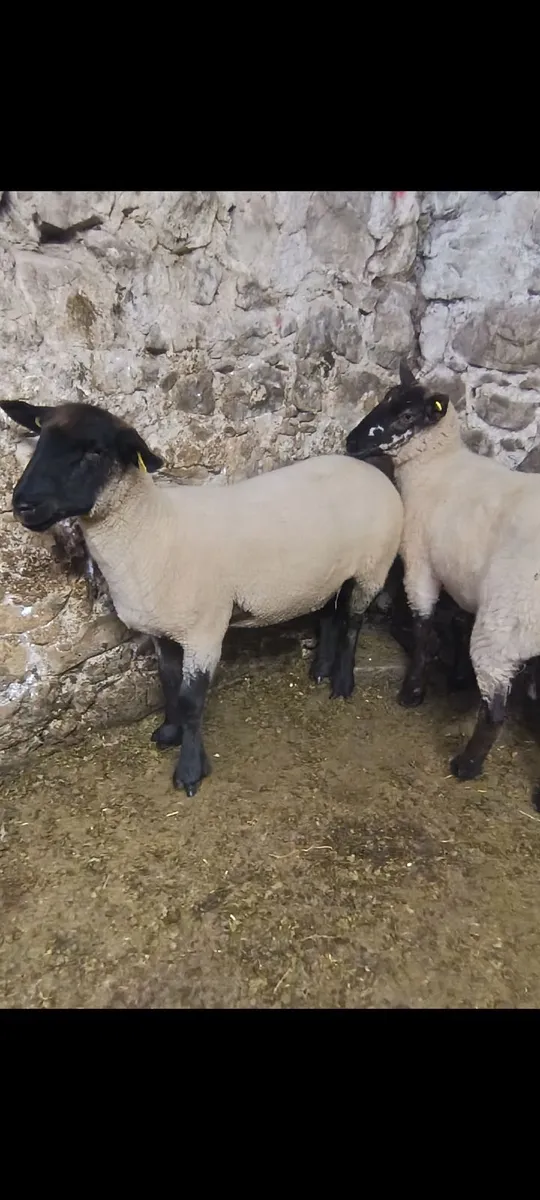Hoggets - Image 4