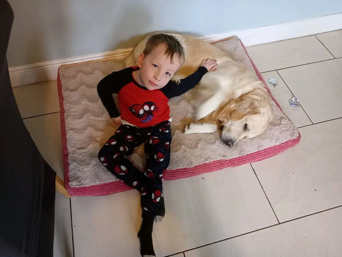 House and pet sitting service - Image 1