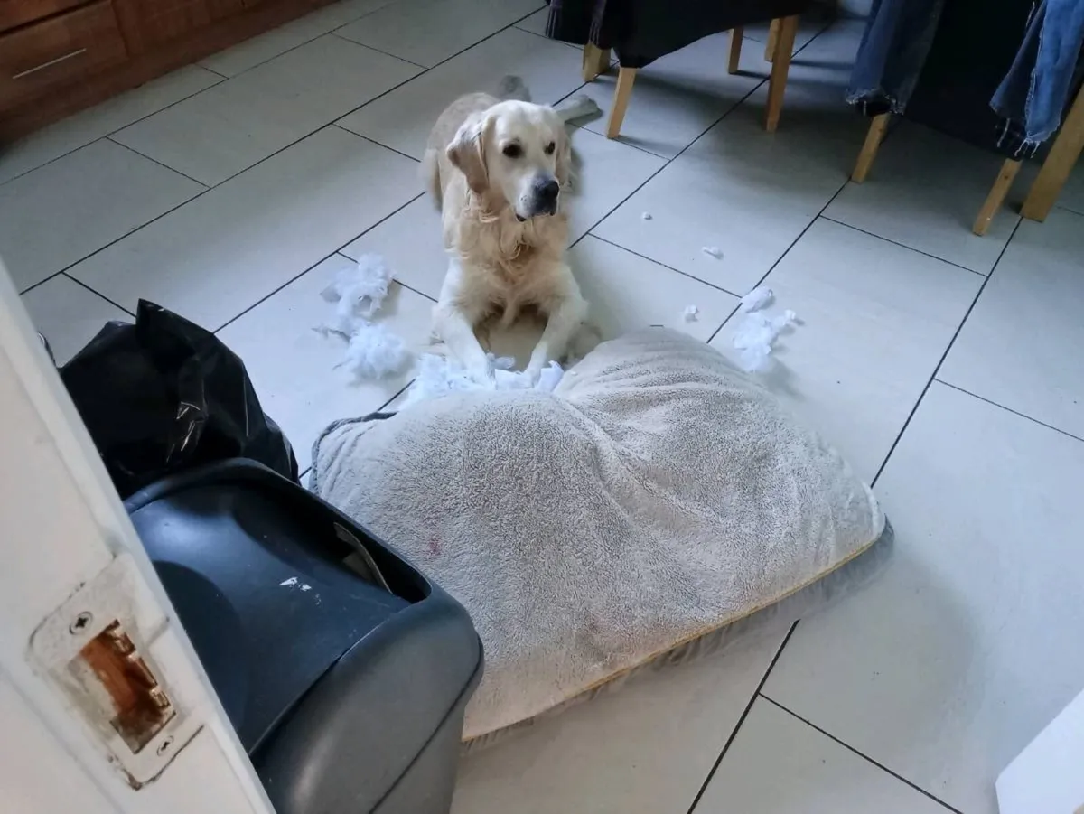 House and pet sitting service - Image 2