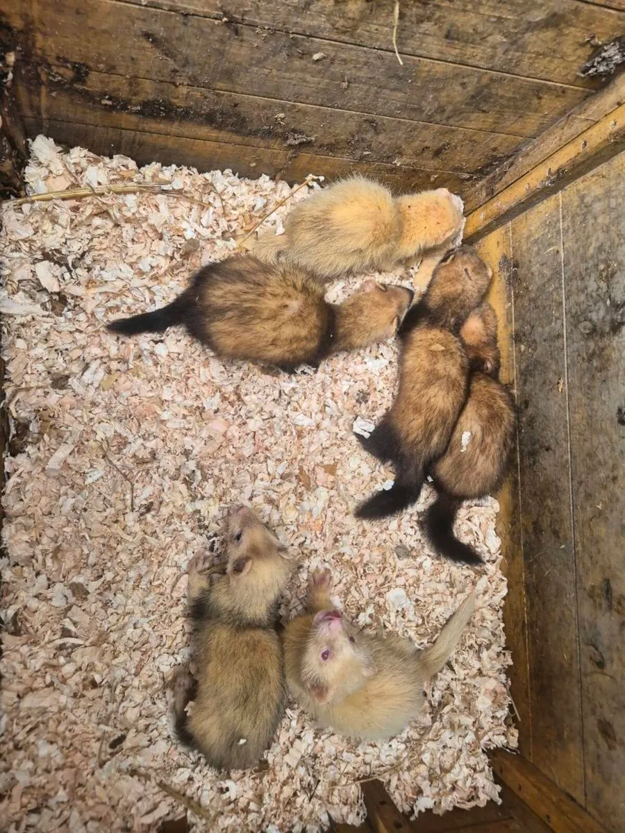 Ferrets - Image 1