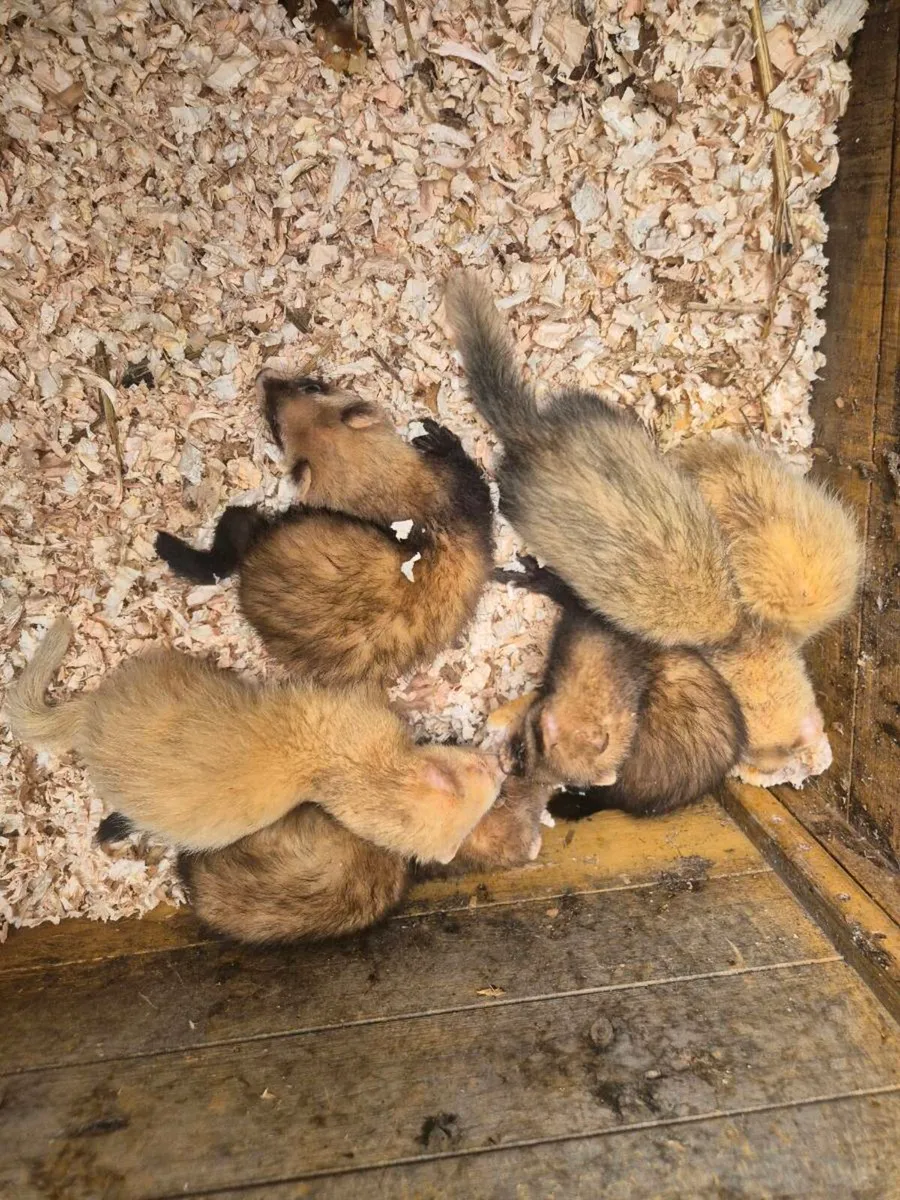 Ferrets - Image 2
