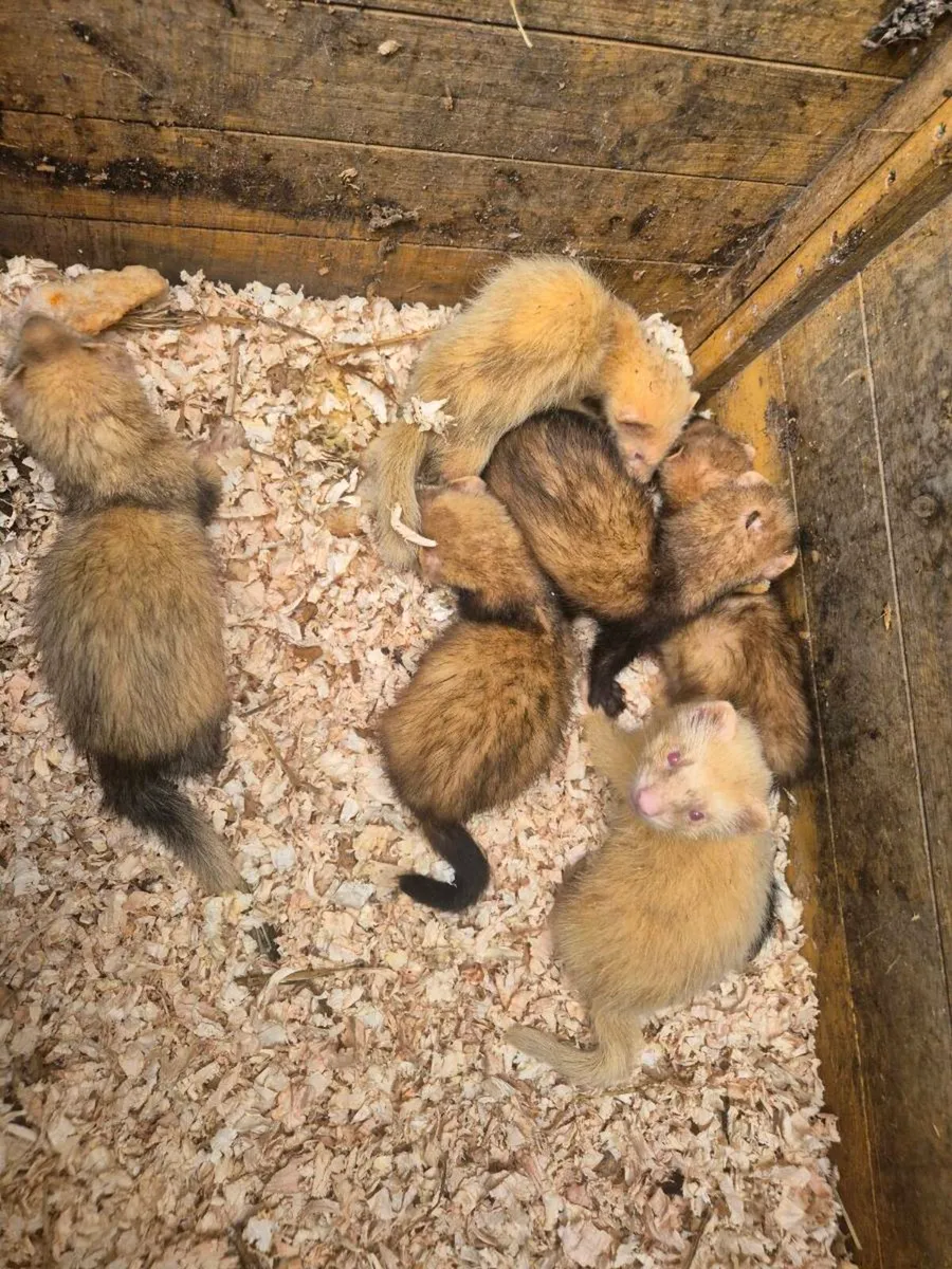 Ferrets - Image 3