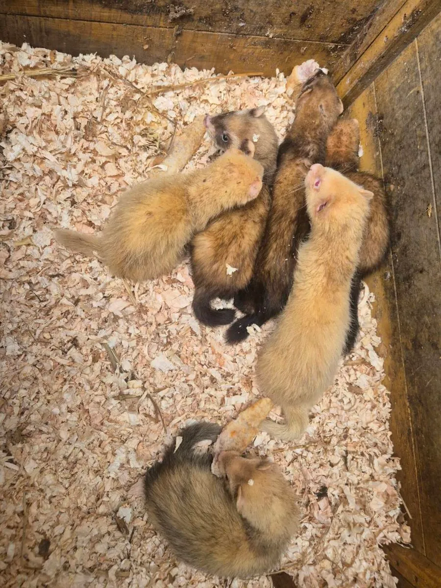 Ferrets - Image 4