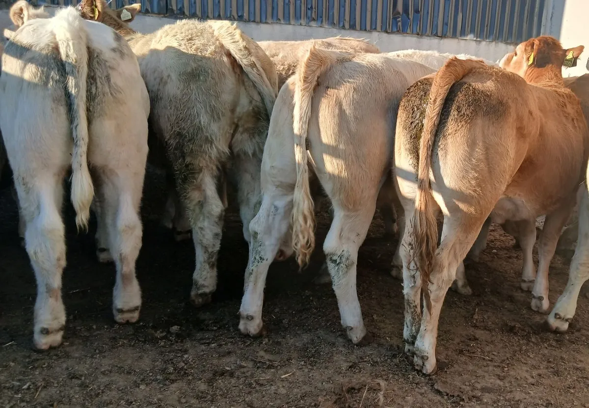 10 super heifers - Image 1