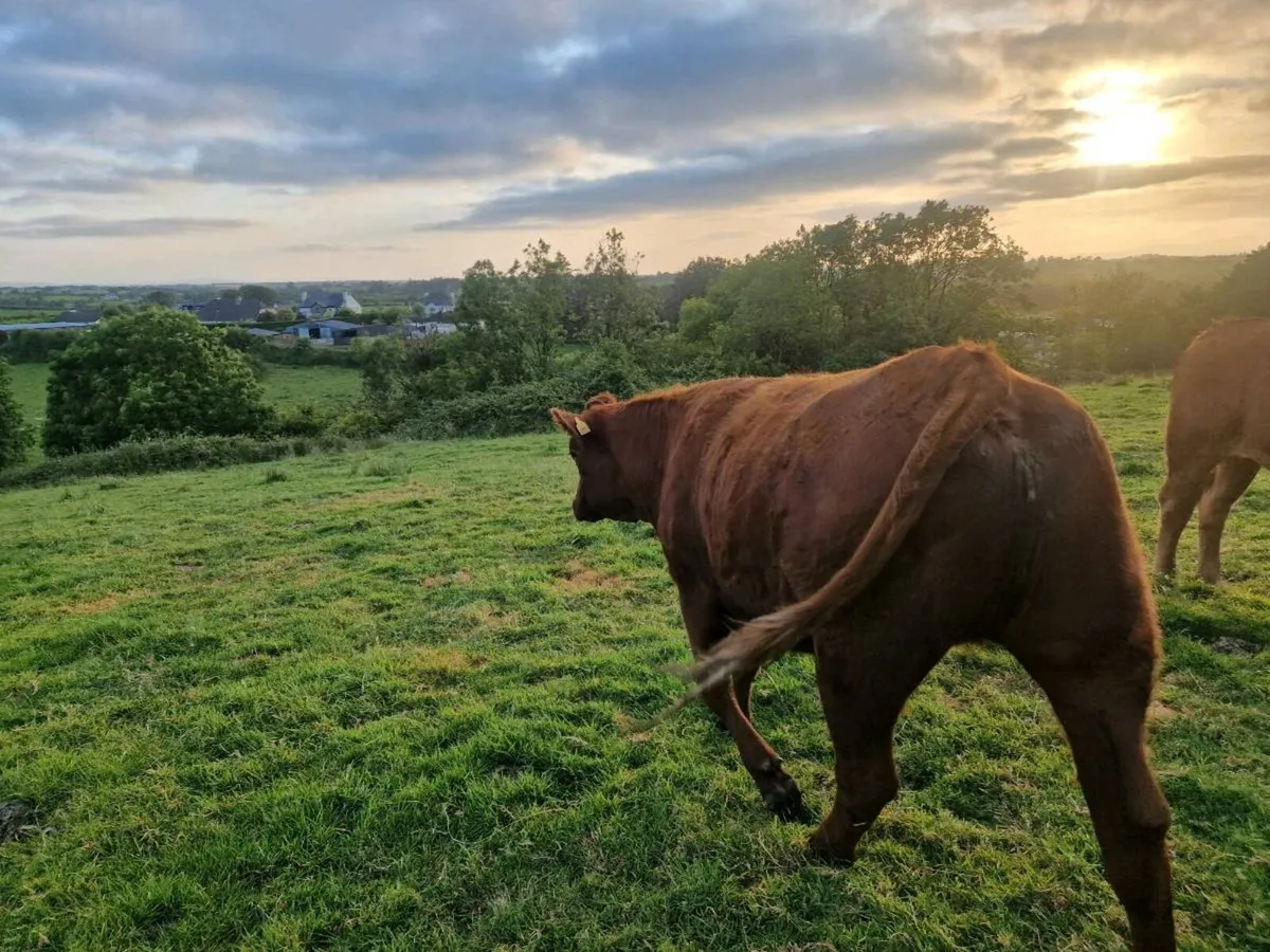 Saler Breeding Heifer - Image 1